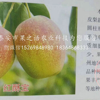 秋白梨樹