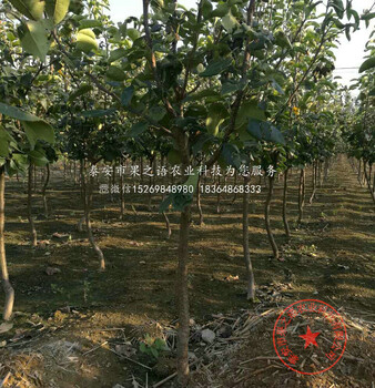 矮化梨樹苗批發(fā)商、河南商丘矮化梨樹苗