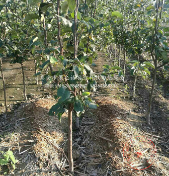蘋果梨苗報價一覽表、江西撫州蘋果梨苗
