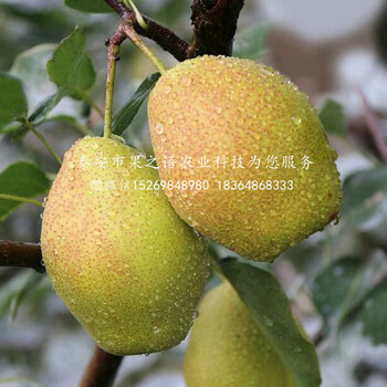 綠寶石梨苗主產(chǎn)區(qū)歡迎您、山西忻州綠寶石梨苗