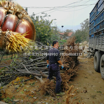 红光栗板栗树苗_红光栗板栗树苗基地