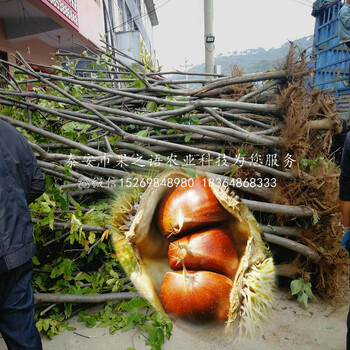 潜江嫁接大红袍板栗苗、嫁接大红袍板栗苗种植技术