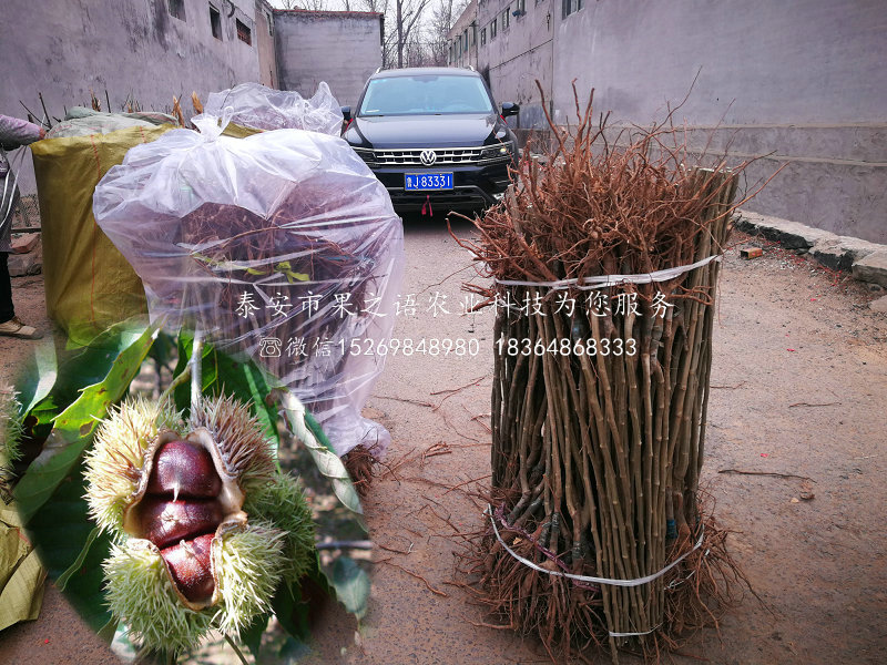 天门油栗板栗苗、油栗板栗苗种植技术