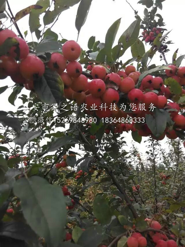 湛江4公分山楂树供应商订购热线
