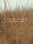 阿拉尔3cm山楂树苗品种有哪些咨询电话图片3