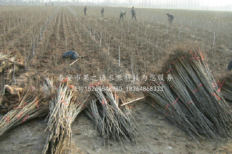 10公分核桃樹多少錢一棵