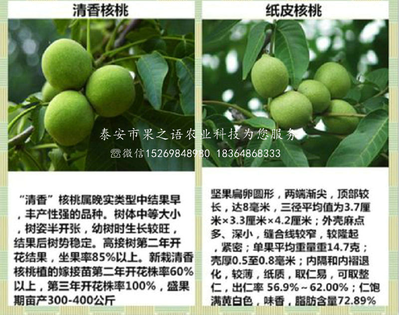 湘潭4公分核桃樹行情訂購熱線