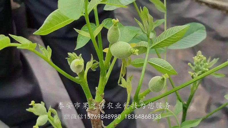 烏魯木齊4cm核桃樹的育苗技術質優(yōu)