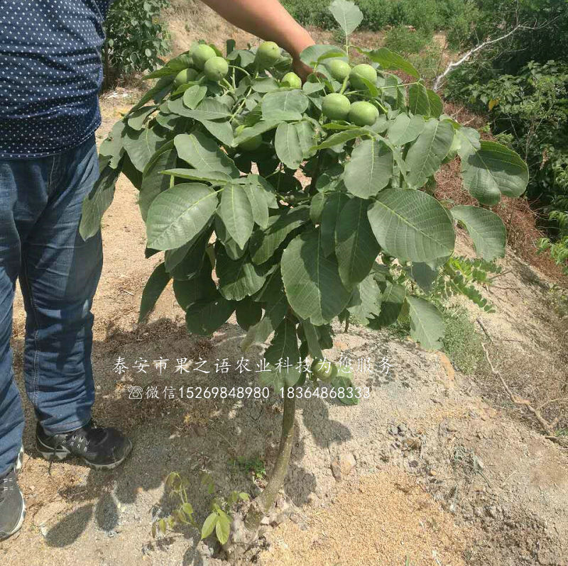 黔西南1公分核桃樹批發(fā)商訂購熱線