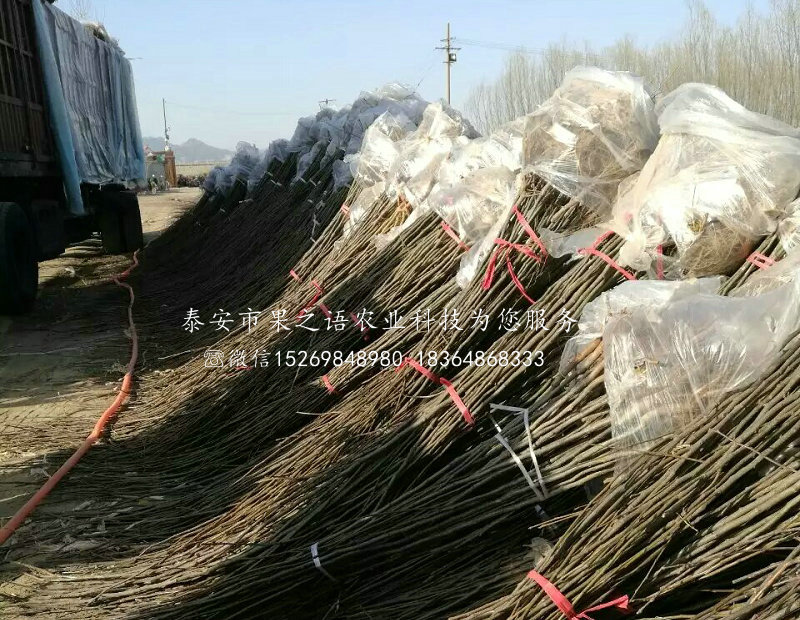 鶴崗3公分核桃樹今年價(jià)格質(zhì)優(yōu)