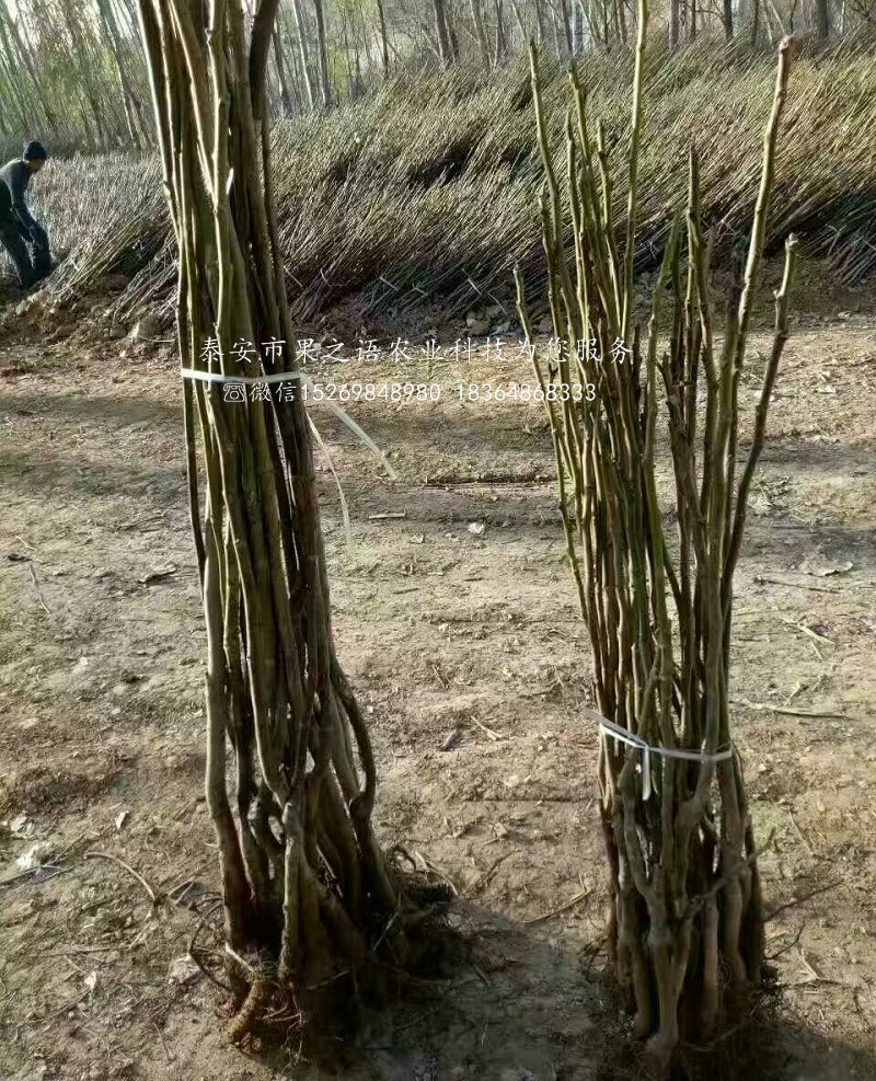 核桃樹哪里有賣