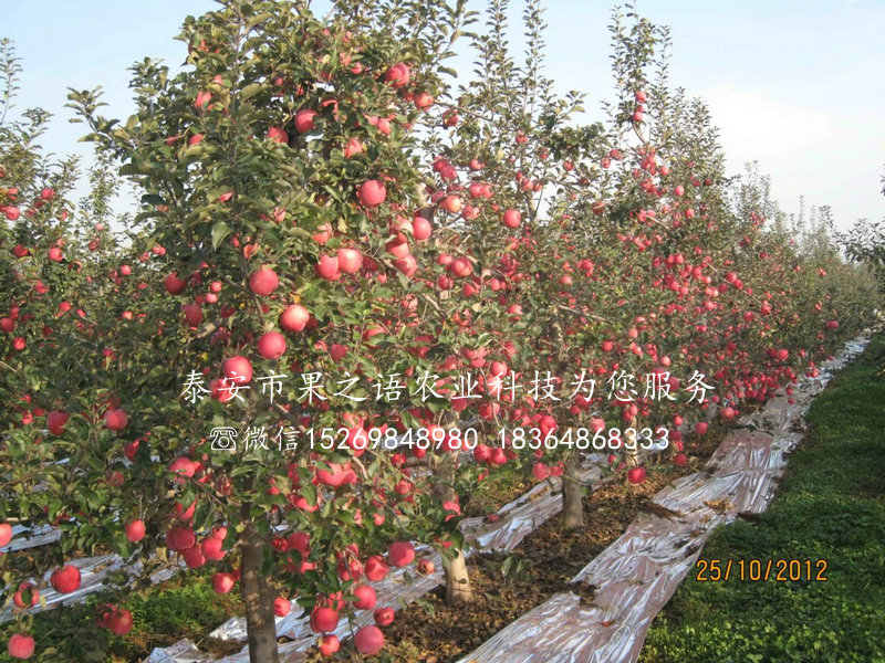 m9t337苹果树苗哪里有售、大同m9t337苹果树苗
