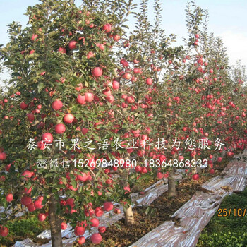 库尔勒矮化苹果树苗品种订购热线