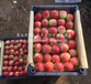 锦绣海棠苹果苗品种有多少价格、兰州锦绣海棠苹果苗