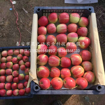 甘红苹果树品种怎么样、大港甘红苹果树