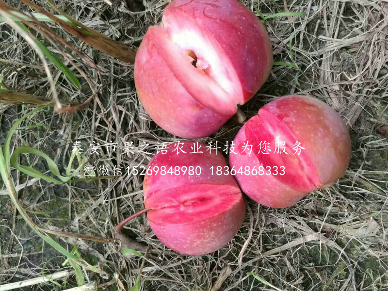 华玉苹果树苗种植管理、大连华玉苹果树苗