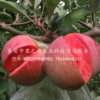 富硒苹果树苗多少钱、无锡富硒苹果树苗