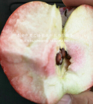 短枝苹果苗主要用途是什么、兴安盟短枝苹果苗