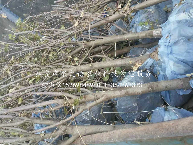 七台河9cm苹果树苗种类繁多订购热线