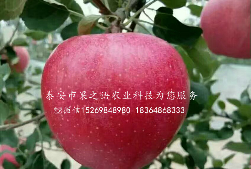 十堰首红苹果树种植基地电话
