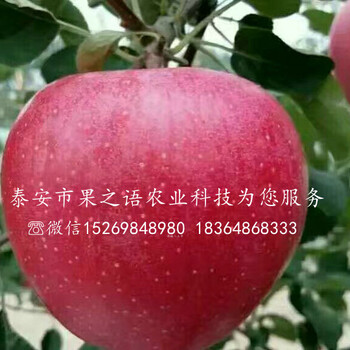 赤峰短枝苹果树苗图片咨询电话