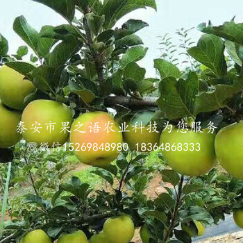 m9t337苹果苗优点包括哪些、赤峰m9t337苹果苗