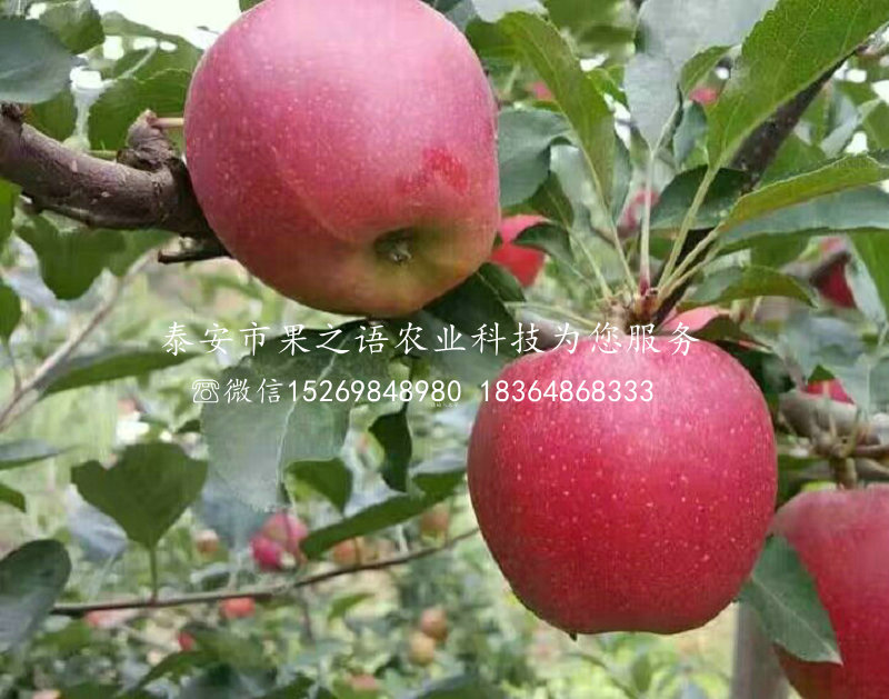 华美苹果树对使用环境的要求、清远华美苹果树