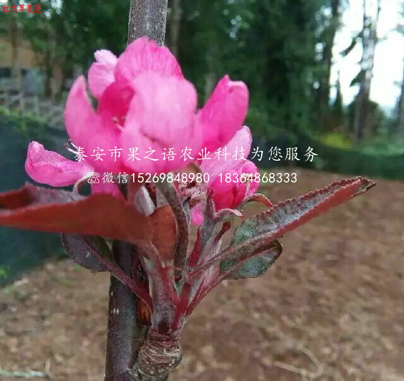首红苹果树丰产果型、扬州首红苹果树
