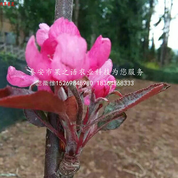 廊坊王林苹果树种类繁多订购热线