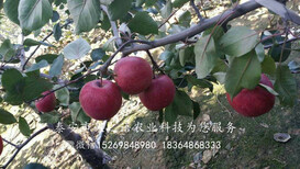博尔塔拉信浓红苹果树供应质优图片2