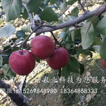 霍邱烟富6号苹果树苗种植时间质优