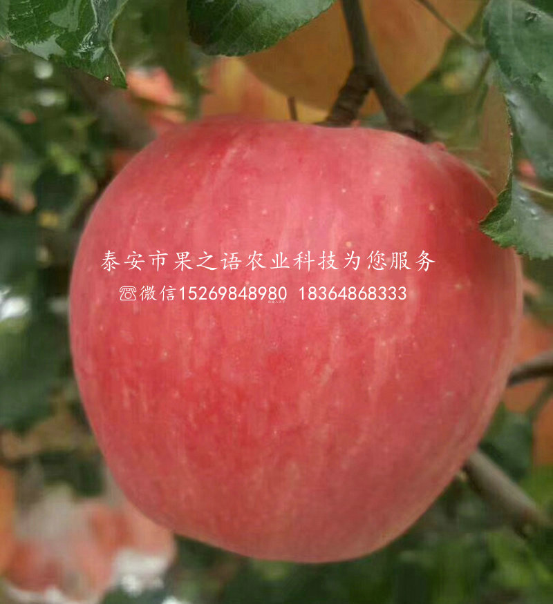 璧山五代红星苹果树苗成长特性电话