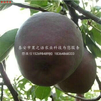 华冠苹果树苗新品种价格基地、滁州华冠苹果树苗