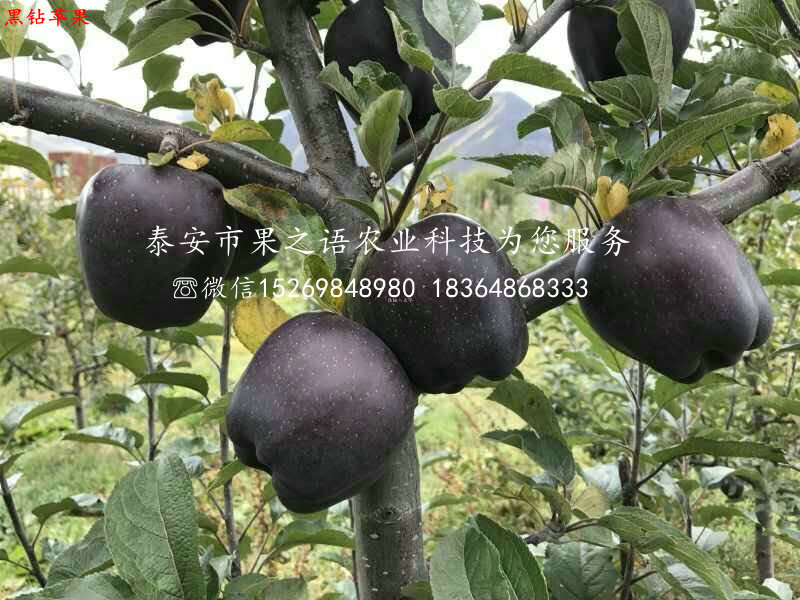 武汉M7苹果树苗今年报价订购热线