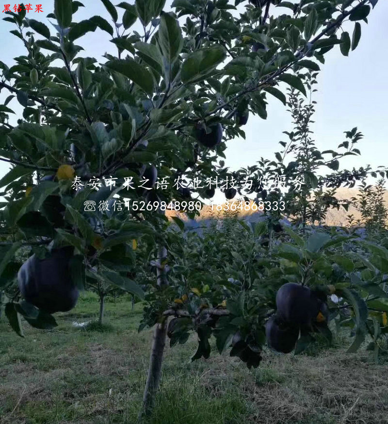 珊夏苹果苗多少钱、南开珊夏苹果苗