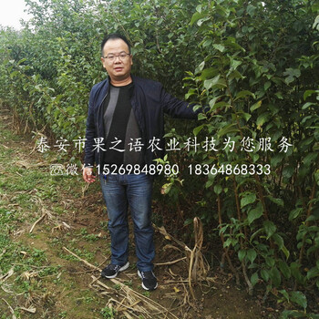 5公分李子樹5公分李子樹價(jià)格