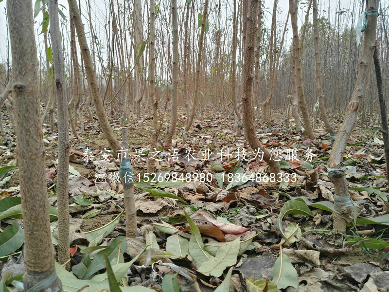 奈李樹苗奈李樹苗基地