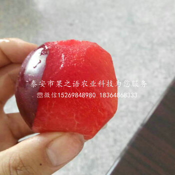 脆紅李子樹苗脆紅李子樹苗基地