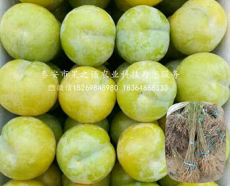 李子樹苗多少錢一棵