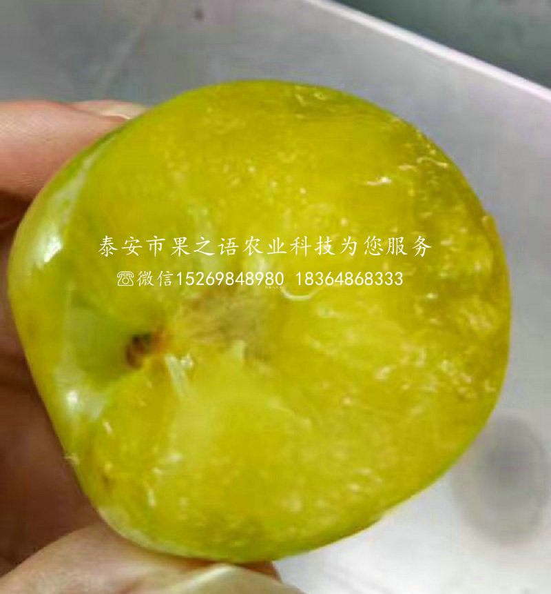 李子苗多少錢一棵