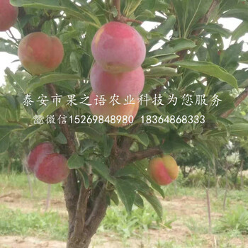 布朗李子苗多少錢一棵