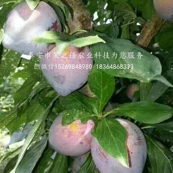 李子樹(shù)苗8公分李子樹(shù)哪里有賣