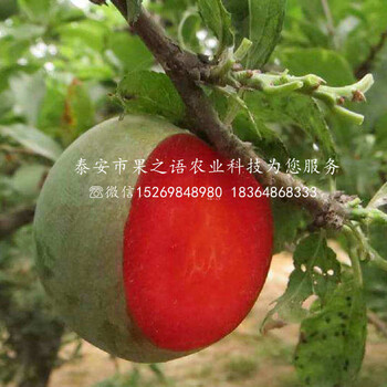 沙子空心李子苗沙子空心李子苗價(jià)格