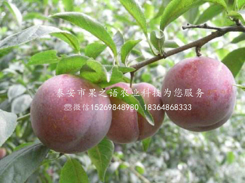 1公分味帝李子苗