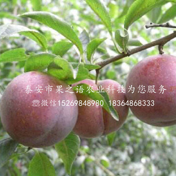 青脆李苗青脆李苗價格