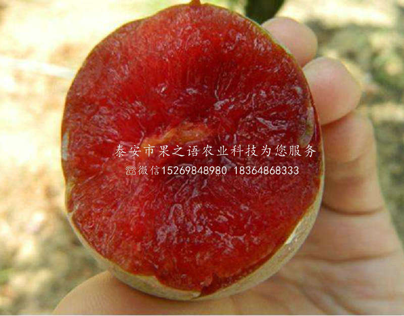 芙蓉李樹苗