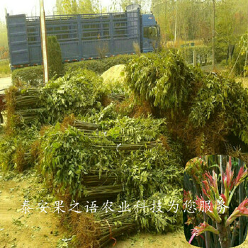 天津周邊8cm香椿苗采購熱線訂購熱線