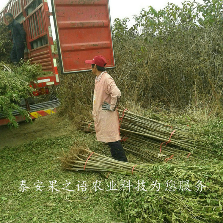 昌平香椿苗基地供应订购热线