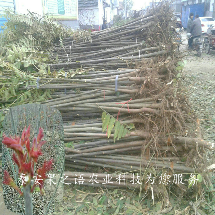 烏蘭察布6cm香椿樹行情電話