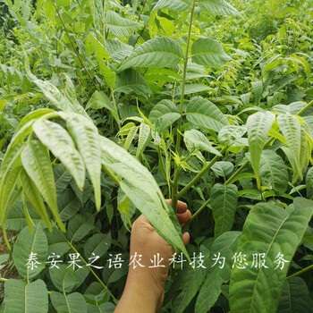 龍巖3公分香椿樹(shù)新品種質(zhì)優(yōu)